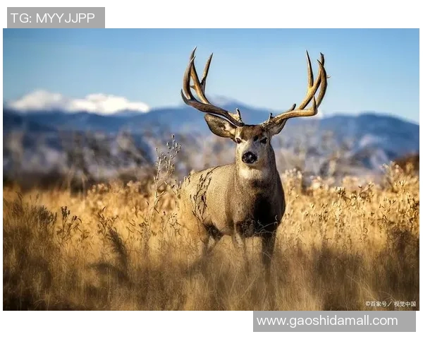 雄鹿的栖息地保护与生态平衡对森林生态系统的重要影响